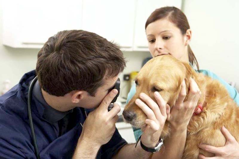 écoulement lacrymal sanglant chez le chien. Un examen ophtalmologique approfondit s'impose