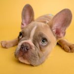 Gastro-entérite chez le chien : Conseils de traitement et prévention