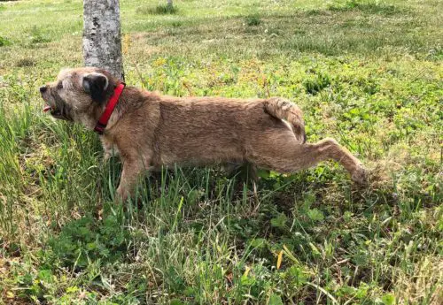 pourquoi les chiens grattent-ils le sols après avoir fait leurs besoins