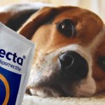 Peut-on donner du SMECTA à son chien en cas de diarrhée ? (et à quelle dose ?)