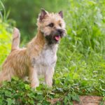 Cairn Terrier : Origine, caractère, santé