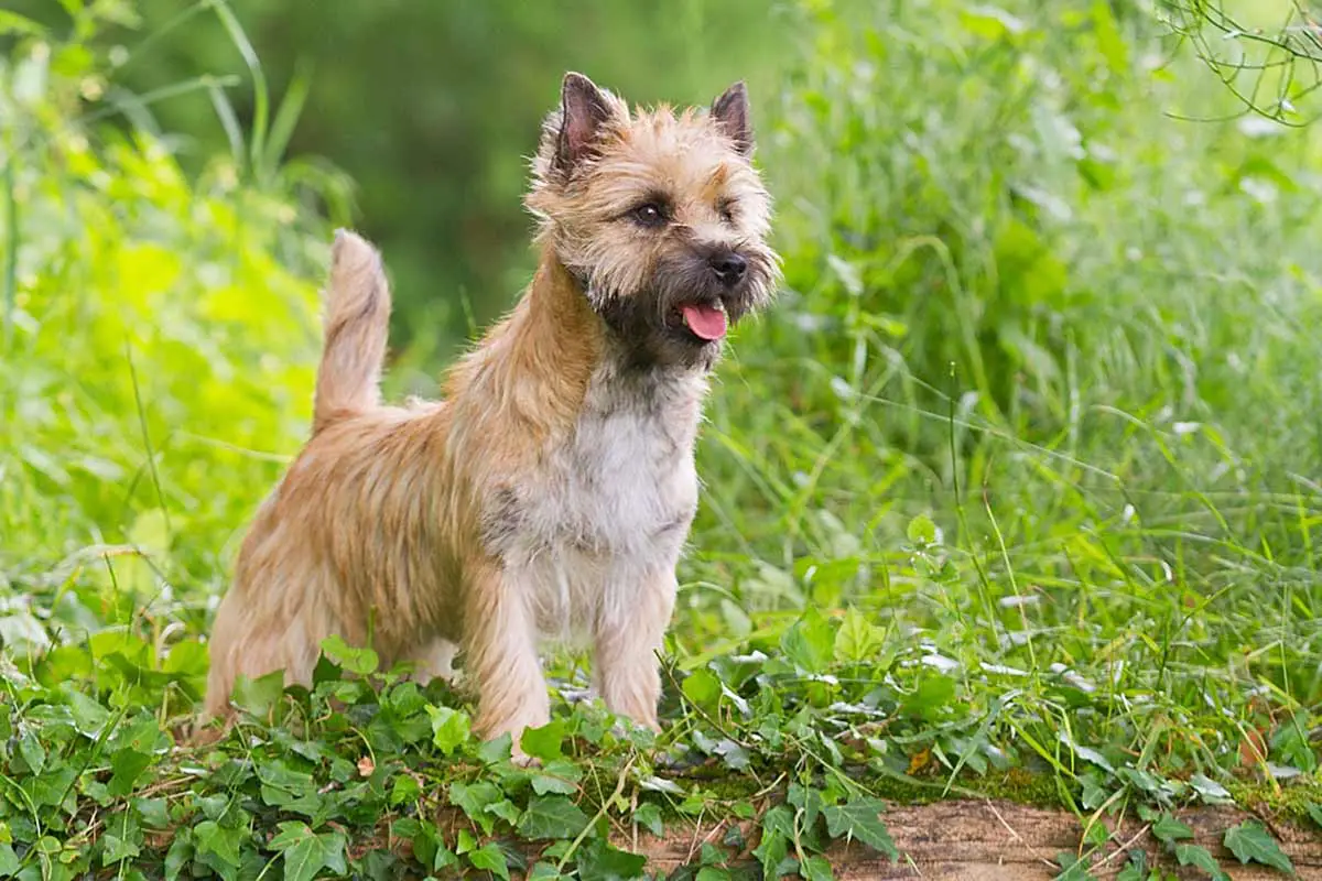 race de chien : le cairn terrier