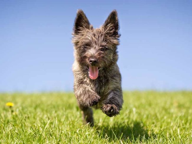 Dans Quel Pays Peut On Couper Les Oreilles Des Chiens Races de chiens - Cairn Terrier : Origine, caractère, santé | Remèdes