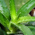 L'Aloe vera est toxique pour le chien