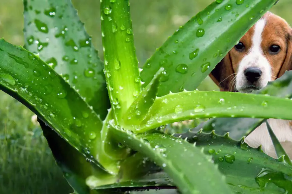 aloe vera est toxique pour le chien