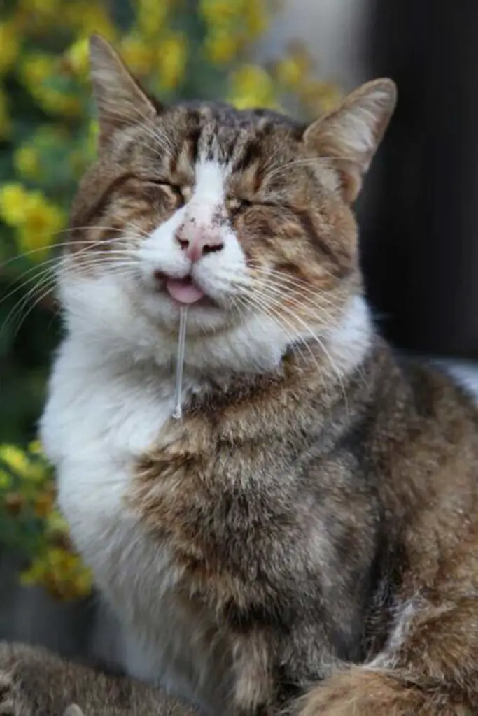 chat qui bave avec du mucus qui coule du nez