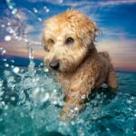 Canicule : Comment aider vos animaux à supporter les fortes chaleurs