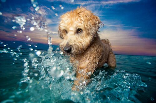 comment aider vos animaux de compagnie à supporter les fortes chaleurs caniculaires