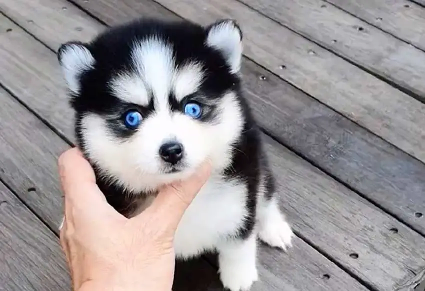 bébé pomsky