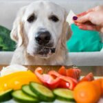 Nutrition canine : Le chien a-t-il besoin de légumes dans son régime alimentaire ?