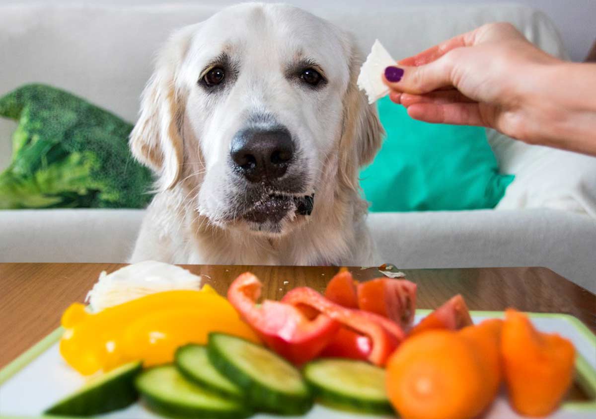 bienfaits et danger des légumes pour le chien