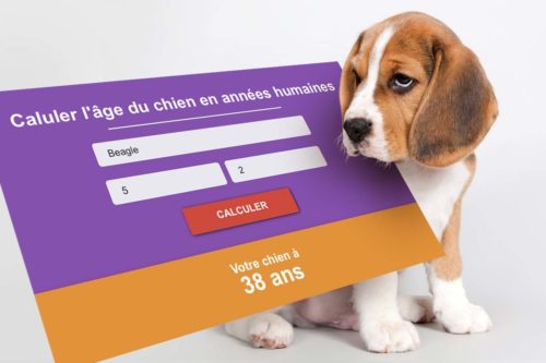 calculateur de l'âge du chien en âge humain