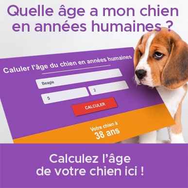 comment calculer age du chien