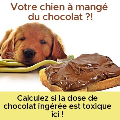quelle dose chocolat toxique pour le chien