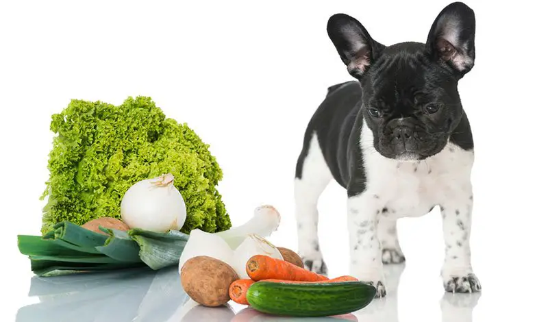chien qui mange des crudités est ce grave