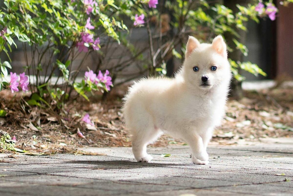 Pomsky L Histoire Incroyable De Cette Nouvelle Race De Chien Si Mignon Remedes Naturels Pour Animaux Pomsky L Histoire Incroyable De Cette Nouvelle Race De Chien Si Mignon Remedes Naturels Pour Animaux