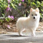 Pomsky : L'histoire incroyable de cette nouvelle race de chien si mignon