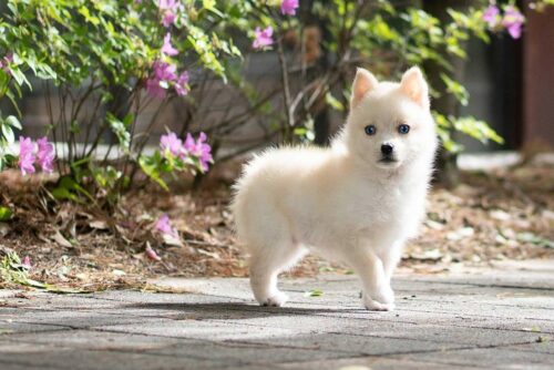 chien pomsky blanc