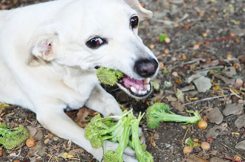 le chien a t il besoin de légumes dans son alimentation