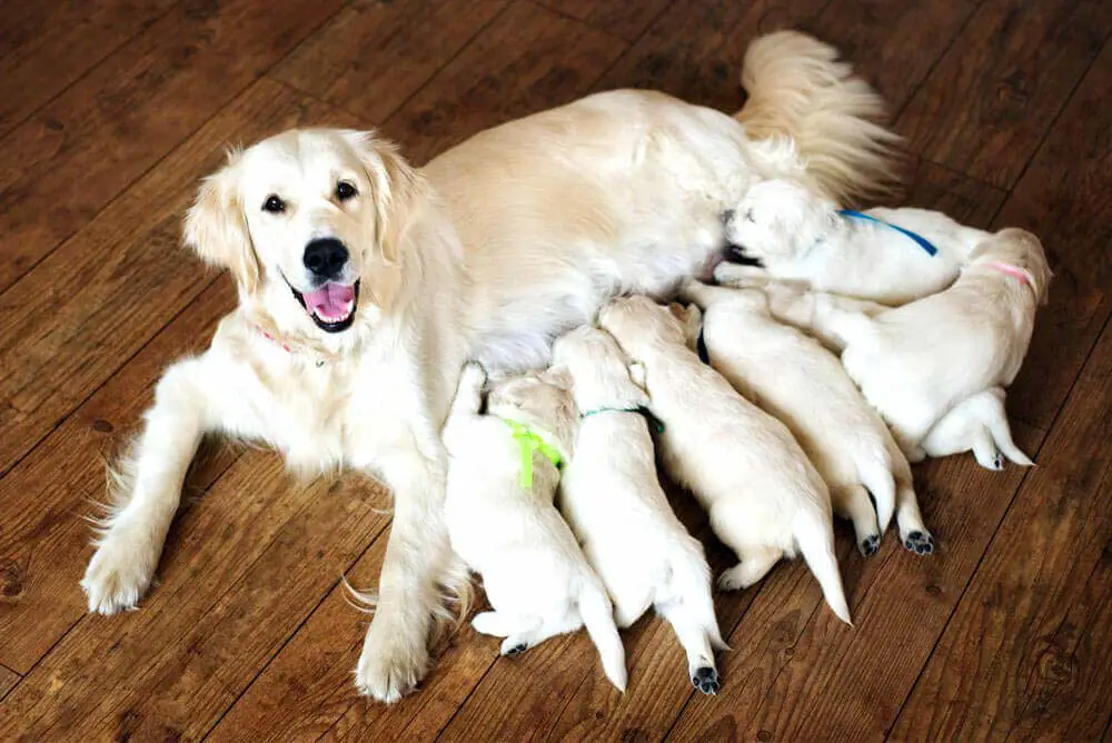 chienne qui vient de mettre bas qui allaite ses petits