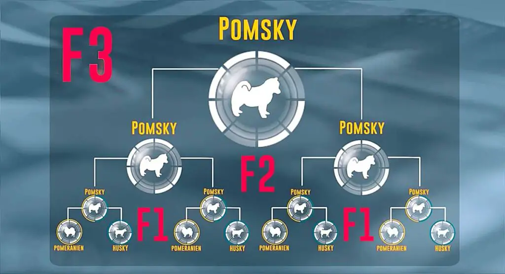 classification de la race pomsky