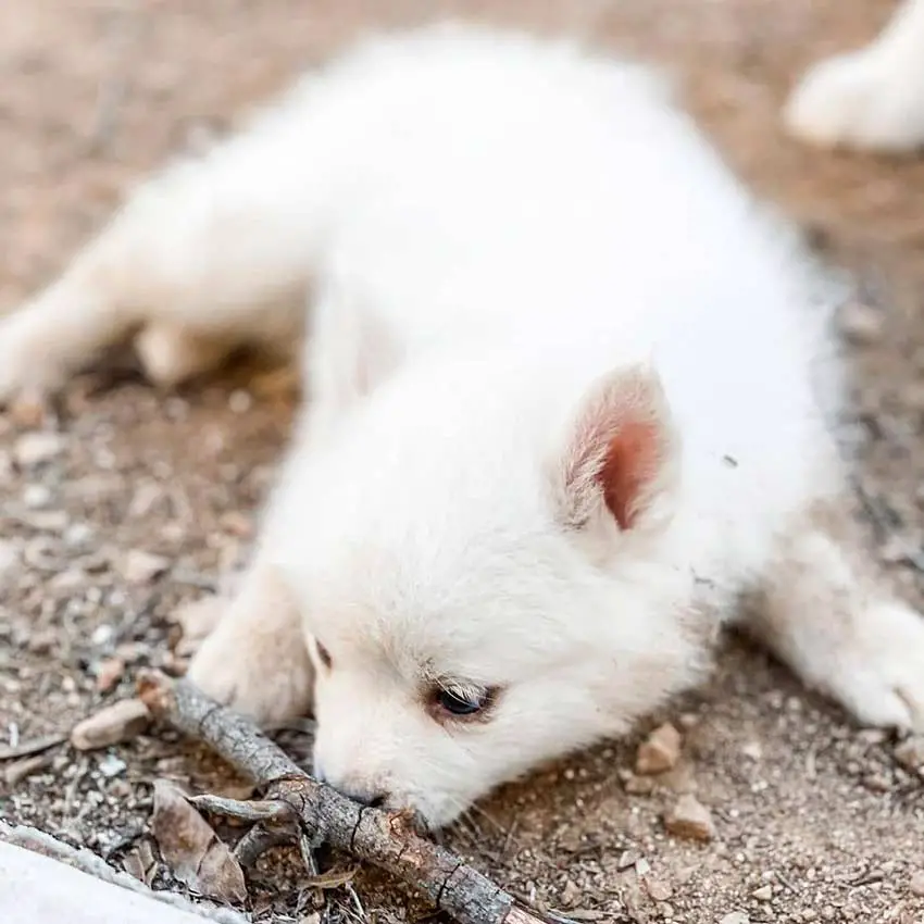 petit pomsky blanc