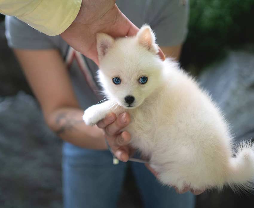 pomsky blanc angora