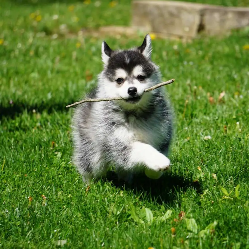 Le Pomsky, le chien le plus mignon du monde