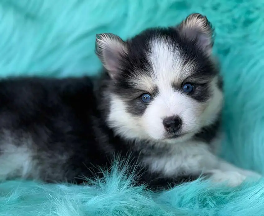 Pomsky le chien qui ressemble à une peluche