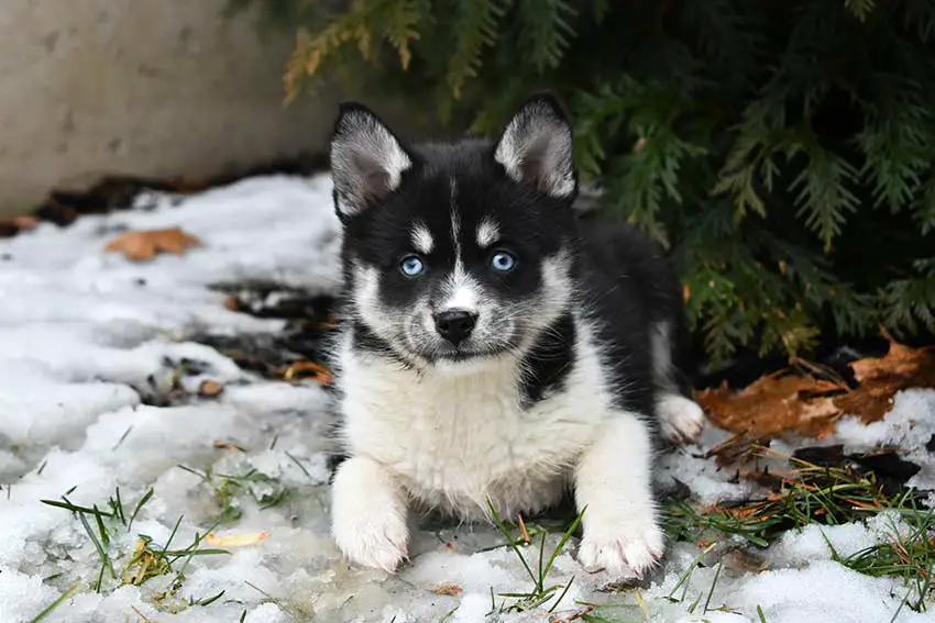 Pomsky dans la neige