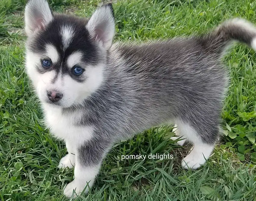 Pomsky gris blanc noir aux yeux bleus