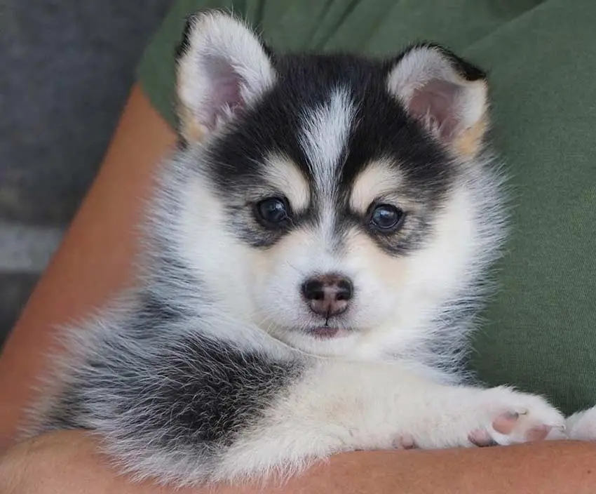 Pomsky aux oreilles pointues