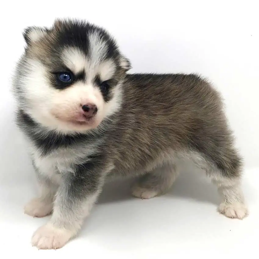 race de chien pomsky