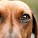 Troisième paupière chez le chien - description de l'inflammation, pourquoi elle tombe