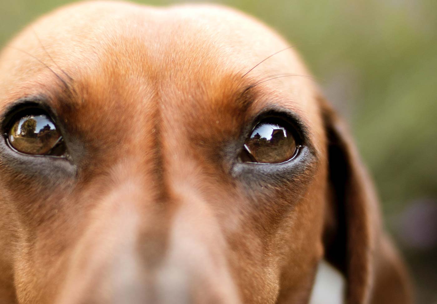 Troisieme Paupiere Chez Le Chien Description De L Inflammation Pourquoi Elle Tombe Remedes Naturels Pour Animaux