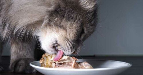 alimentation du chat atteint de pancréatite