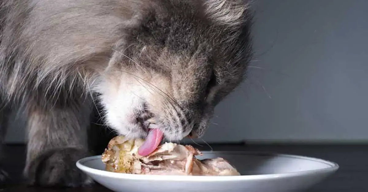 Chat Atteint De Pancreatite Quel Regime Alimentaire Privilegier Remedes Naturels Pour Animaux