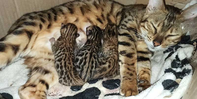 Nutrition De La Chatte En Lactation Quelle Alimentation Donner A Une Chatte Qui Allaite Remedes Naturels Pour Animaux