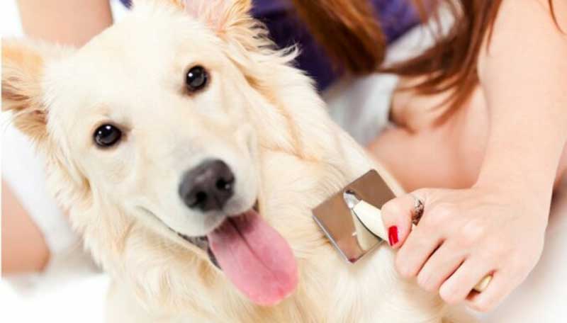 brosser son chien pour faire partir les mauvaises odeurs