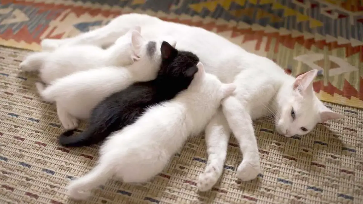 Calculateur De Gestation Du Chat Savoir Quand Ma Chatte Va Mettre Bas Remedes Naturels Pour Animaux