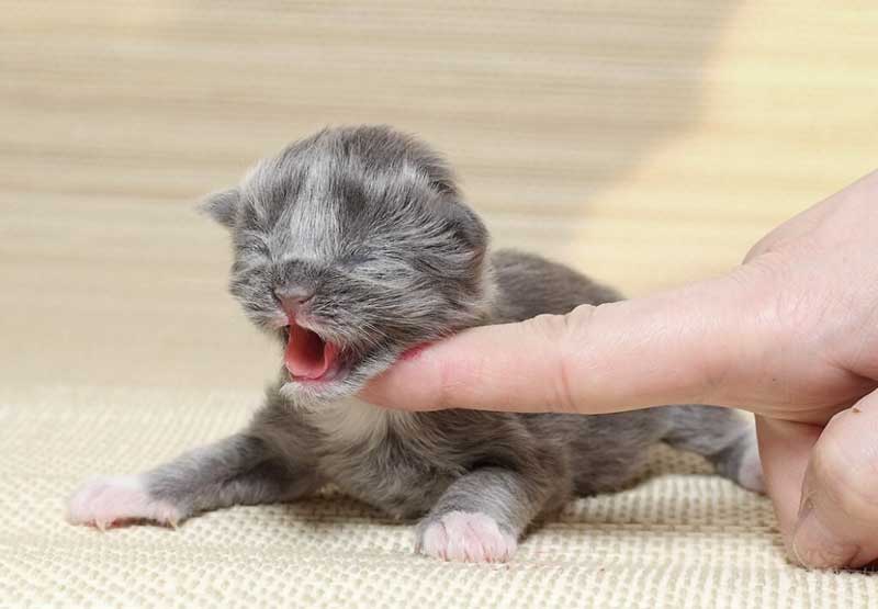 Un chaton nouveau-né hurle lorsqu'on le touche.
