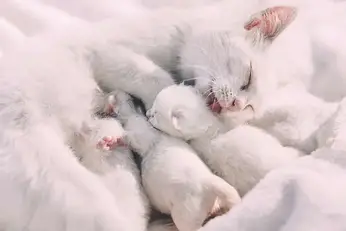 A Quel Age Peut On Separer Un Chaton De Sa Mere Remedes Naturels Pour Animaux