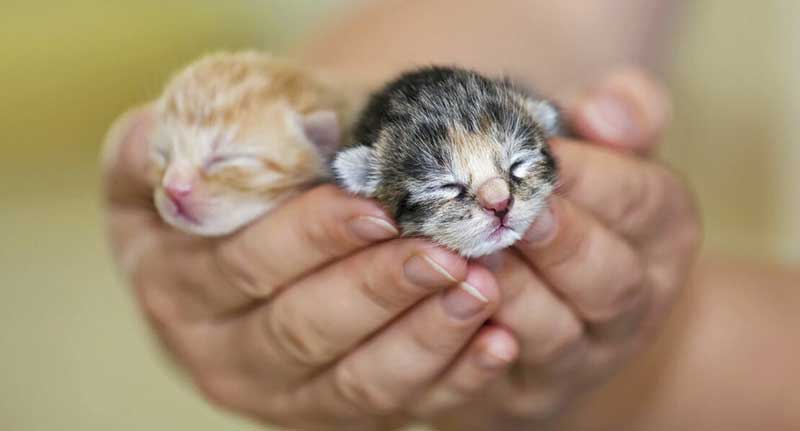 chats nourrissons trouvés dans la rue