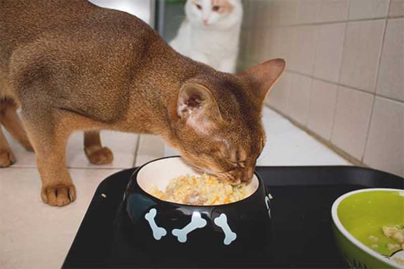 augmenter la quantité de nourriture d'une chatte restante au fils des mois