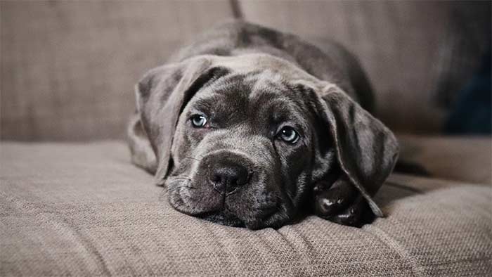 chien désobéissant