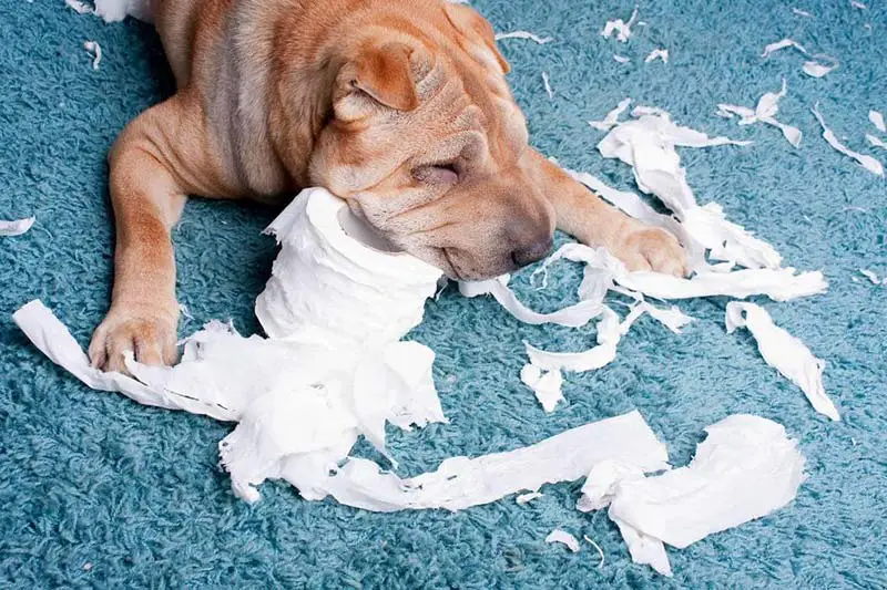 chien qui mange du papier toilettes