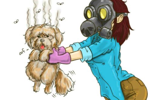 chien qui pue que faire
