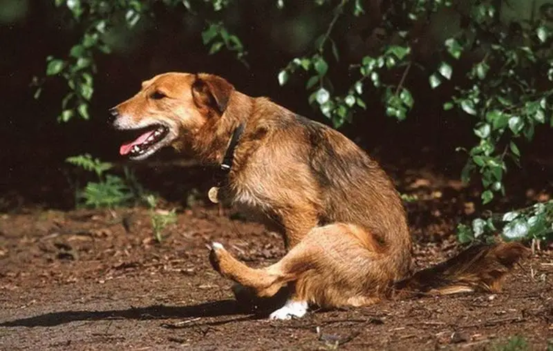 chien qui se frotte les fesses par terre