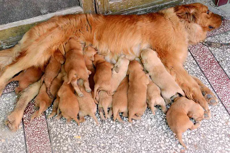 La naissance d'un chiot est un événement important qui nécessite un changement dans l'alimentation de votre chien.