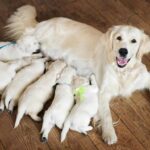 Chienne allaitante : Comment favoriser la lactation chez le chien qui allaite